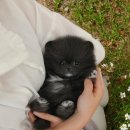 부산강아지분양 미유펫 이미지