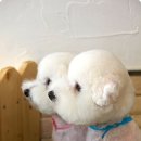 엘리펫 살롱 이미지