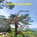 소나무 이미지