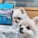 대즐 | 노견도 잘 먹는 기호성 좋은 강아지사료추천 DAZZLE 대즐 관절사료 후기