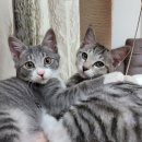 호야켄넬 | 우리 집 아깽이들을 소개합니다! | 고양이, 믹스묘, 입양, 고양이 입양 후기, 포인핸드, 형제냥, 유기묘