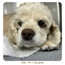 GB메디컬 | 강아지 담낭점액종(GB mucocele) 수술 및 치료 후기 [24시 노아동물메디컬센터 진료케이스]