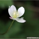 바람꽃