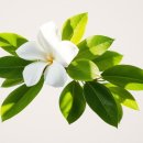 ■3월 19일 탄생화, 치자나무 (Common Gardenia) 이미지