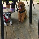 코코블리 애견운동장 이미지