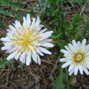 하얀민들레 이미지