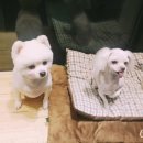 밴스동물병원 이미지