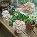 써니언니네 이미지