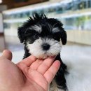 플레이독 남양주점 이미지