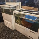 상록소갈비살구이 이미지