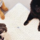 하이까미 이미지