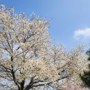 금지면 매촌마을 이미지