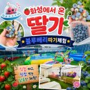 [화성 아이와 가볼만한곳] 화성에서 온 딸기, 블루베리 따기 체험 &amp; 물놀이, 실내놀이터솔직후기