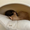 카페우주(woozoo) 이미지