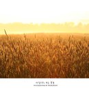 황금빛 목장 이미지