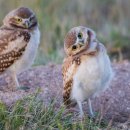 내로남불 이미지