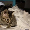 뽀시래기 이미지