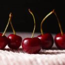 체리 이미지
