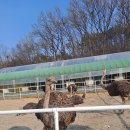 우농타조농장 이미지