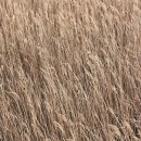 갈대2축구장 이미지