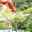 Zelkova serrata_느티나무 이미지