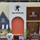 골드스푼애견풀빌라 이미지