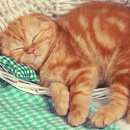 도도 Grooming 이미지