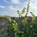 도담 펜션민박 | 제주 협재 감성숙소 협재민박 제주도담 독채펜션