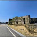충주 시그너스cc 벚꽃 라운드 후기