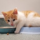 나음동물병원 이미지