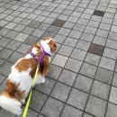 충숙공 권절 정려 이미지