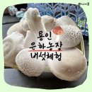 용인, 은하농장 버섯 따기, 피자 만들기 체험 후기 아이와 가볼 만한 곳 추천