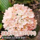 분홍 설구화? 오데마리? 이미지