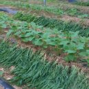 최고집농장 이미지