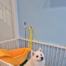 모카애견 이미지