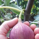 하늘농장 이미지