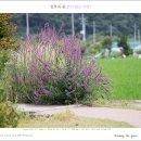 털부처 꽃(Lythrum salicaia) 이미지