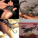 자이언트포레스트 이미지