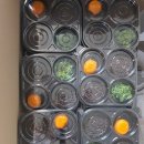 표선초등학교 병설유치원 | 당근밭타르트 키트 후기