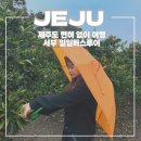 감귤약국 | 12월 제주 뚜벅이 여행 서부 감성 버스 투어 코스 감귤 따기 체험 카멜리아힐 동백꽃