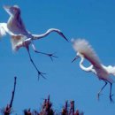 학-비상 이미지