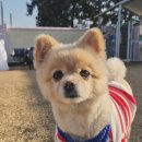 호야별 애견유치원 이미지