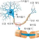 더뉴런 이미지