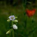 캄파눌라 트라켈리움(Campanula trachelium) 이미지