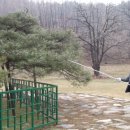 상주 상현리 반송 이미지