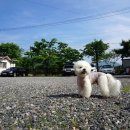 도치빌펜션 | 도치빌 애견팬션에서 만난 강아지들 넘 이뻐요~~