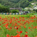 용수골꽃양귀비축제 이미지