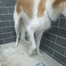 일산그루밍캐나다 이미지