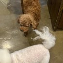 몽클똥개 이미지