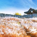 "단풍·억새 조합, 이번 주 아니면 못 본다"… 5.1km 성곽 따라 펼쳐지는 가을 절경 산책길 이미지